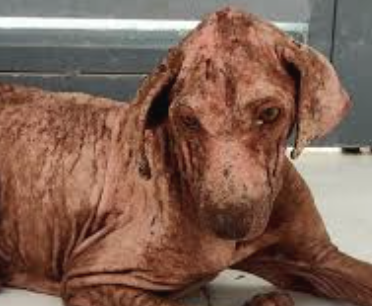 Ehrlichiosis In Dogs